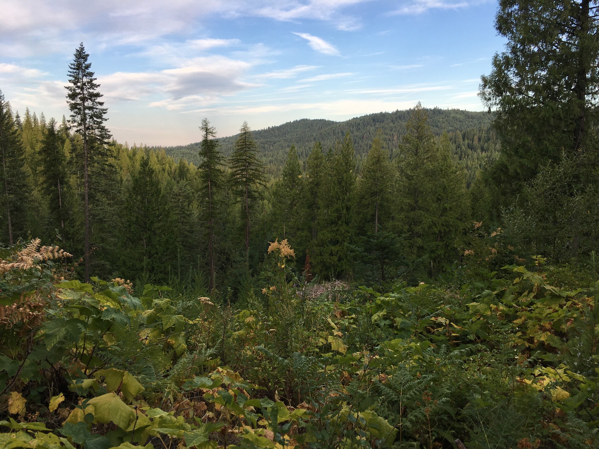 Mount Spokane State Park Trail 120 — Washington Trails Association